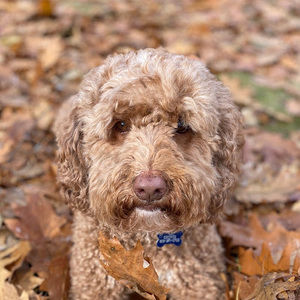 Meet your Posher, Laurie